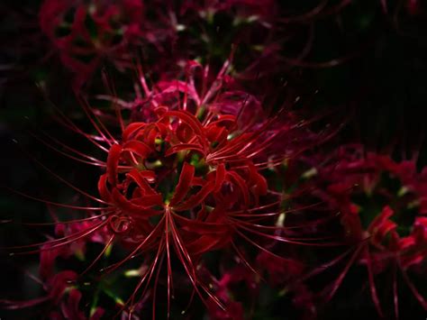 彼岸花荼蘼花|彼岸花花語全解析！彼岸花不同地區、不同顏色意思大。